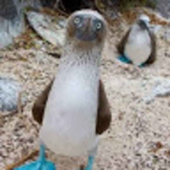 Meet your Posher, Basl - Picture 1 of 1